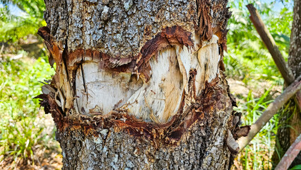 Broken tree in the forest on the nature. Macro shot of a large tree stump in the woods, in early...