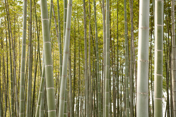 a bamboo grove