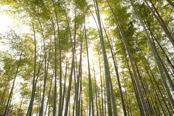 Foto op Canvas fresh bamboo forest © ccarax