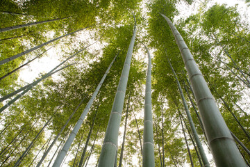 a bamboo grove