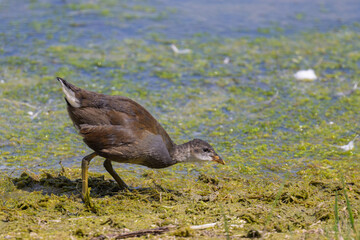 A young common moorhen walking near water - 776858332