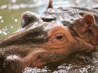 Closeup portrait of a Hippo in a zoo - 776858579