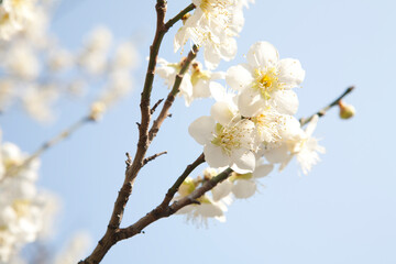  apricot flower in March