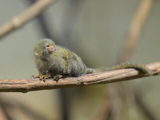 A cute little Pygmy marmoset sitting on a branch - 776858964