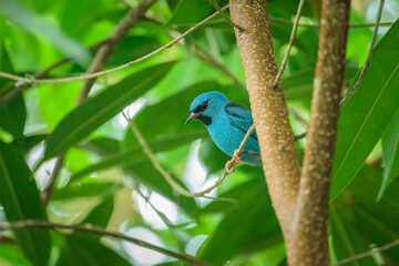 A Blue Dacnis sitting on a branch - 776858969