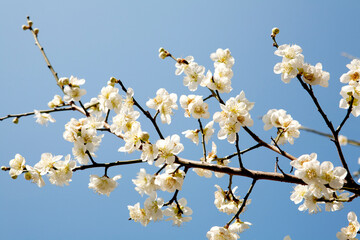  apricot flower in March