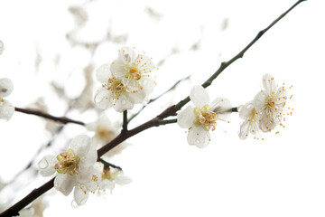  apricot flower in March