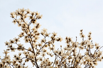 Magnolia flowers in March