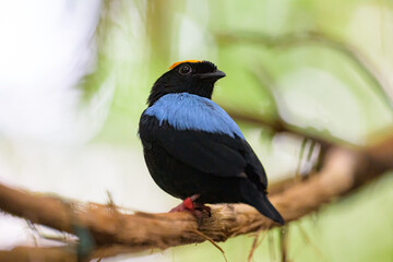 A Blue backed Manakin sitting on a branch - 776859592