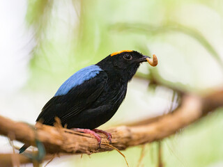 A Blue backed Manakin sitting on a branch - 776859742
