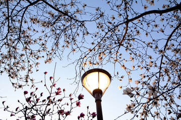 Magnolia flowers and streetlight