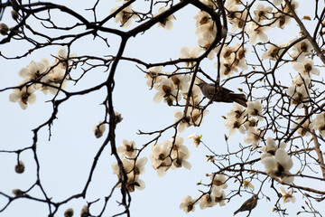 magnolia flowers and brown-eared bulbul
