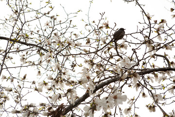 magnolia flowers and brown-eared bulbul