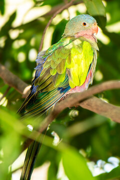 Princess parrot is an Australian bird of the parrot family. Its name was given in honour of Princess Alexandra of Denmark.