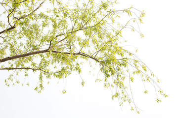 a willow tree sprouted with fresh green - obrazy, fototapety, plakaty