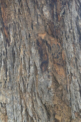 Old tree texture. Bark pattern, For background wood work, Bark of brown hardwood, thick bark...