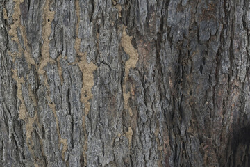 Obraz premium Old tree texture. Bark pattern, For background wood work, Bark of brown hardwood, thick bark hardwood, residential house wood. nature, tree, bark, hardwood, trunk, tree , tree trunk close up texture
