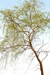 a willow tree sprouted with fresh green