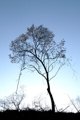 a cherry tree on the hill