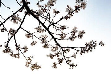 Gorgeous Cherry Blossoms