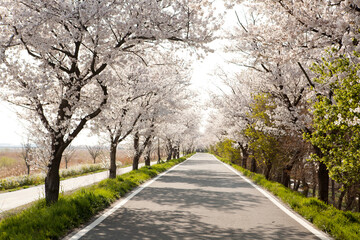 Naklejka premium In spring when cherry blossoms bloom
