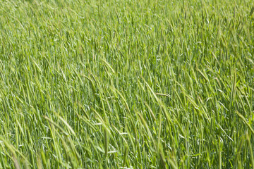 a barley field in April