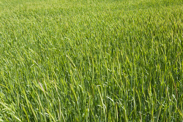 a barley field in April