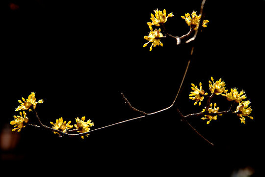 corni flowers
