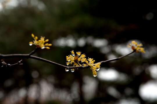 corni flowers