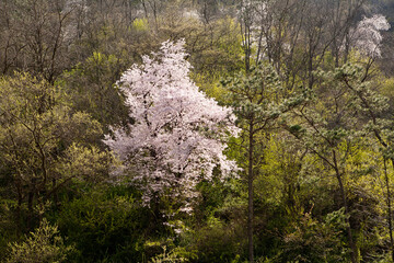 cherry blossoms mountain