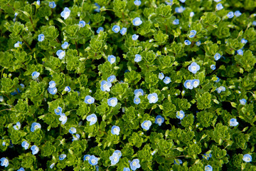 bird's eye flowers