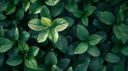 Vibrant green leaves forming a natural background