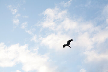 bird in flight