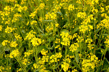 Mustard Flower Field