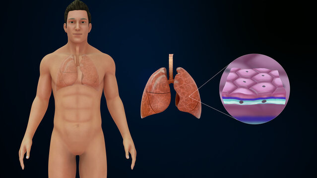Lungs made with Simple squamous epithelium tissue 3d illustration
