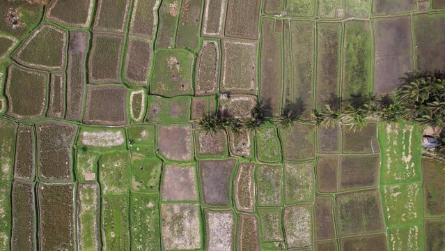 Harvested rice fields waiting to be plowed, top-down aerial shot of cooperative cultivated land at central Bali. Straw stubble and windrow remains seen on paddies, some of them flooded with water
