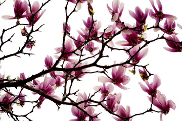 purple magnolia flower