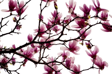 Fotobehang purple magnolia flower © ccarax