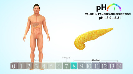 pH value in Pancreatic secretion 3d illustration