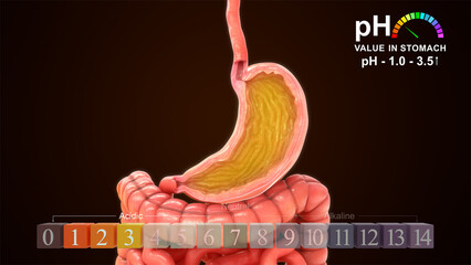 pH value in stomach 3d illustration