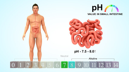 pH value in small intestine 3d illustration