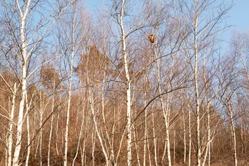 Photo sur Plexiglas Bouleau a grove of birch trees