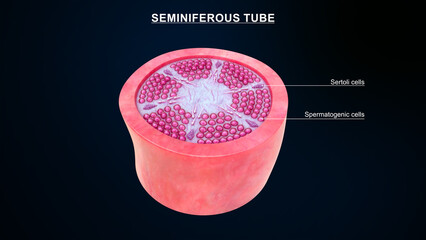Over view of seminiferous tubules 3d illustration