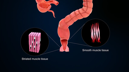 Striated muscle tissue, Smooth muscle tissue anus 3d illustration