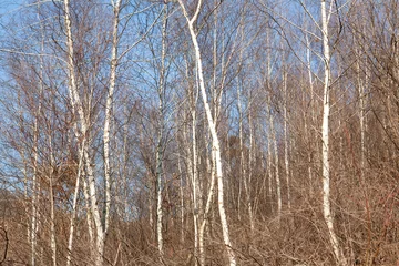 Zelfklevend Fotobehang Berkenbos a grove of birch trees