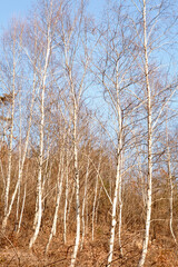 a grove of birch trees