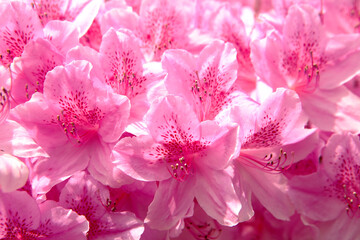 azaleas of April