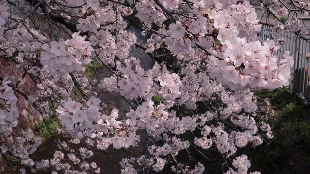 Sakura trees blooming in the parks and streets of Japan