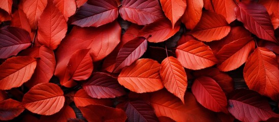 A detailed view of a cluster of vibrant red leaves attached to a textured surface of a wall
