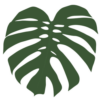monstera leaf vector png